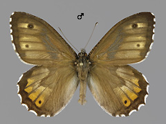 H. semele